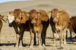 Brown Cows Stock Photo