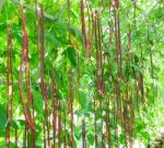 Fresh Organic Violet Kidney Beans Stock Photo