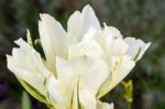 White Hybrid Tulip Stock Photo