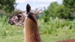 The Close-up Of The Beautiful Thoughtful Llama Stock Photo