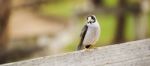 Noisy Miner Bird By Itself Stock Photo