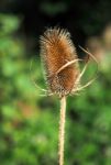 Teasel (dipsacus) Sunlit With Autumn Sunshine Stock Photo