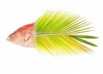 Red-banded Grouper Blended With Coconut Leaf Stock Photo