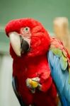 Beautiful Scarlet Macaw Parrot Eating Fruit Stock Photo