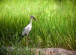 Heron Bird In Rice Field Stock Photo