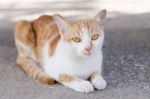 Cat Playing Outside Stock Photo