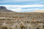 Vicugnasin The Salinas Y Aguada Blanca National Reserve In Peru Stock Photo