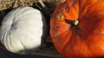 Pumpkin  Stock Photo