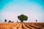 Mango Trees With The Sky Stock Photo