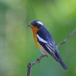 Male Mugimaki Flycatcher Stock Photo