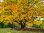 Acer Soccharinum Tree In Autumn Stock Photo