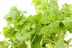 Coriander Stock Photo