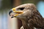 Golden Eagle Head Stock Photo