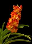 Orange Orchid Stock Photo