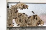 Wasp Nest With Wasps Sitting On It. Wasps Polist Stock Photo