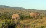 African Elephants Stock Photo