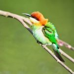 Chestnut-headed Bee-eater Stock Photo