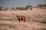 Cow And A Windmill In The Country Stock Photo