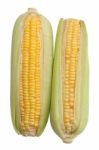 Corn Cob Isolated Stock Photo