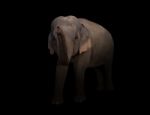 Female Asia Elephant In The Dark Stock Photo