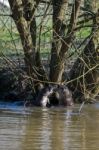 Eurasian Otter (lutra Lutra) In Natural Habitat Stock Photo