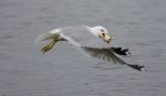 Beautiful Picture With The Gull Flying From The Water With Food Stock Photo