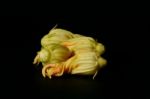 Zucchini Flowers Stock Photo