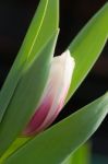 Tulip Stock Photo