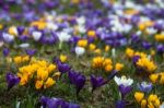 Crocus In Grass Stock Photo