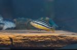 Zebra Fish Stock Photo