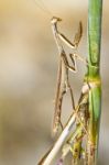 Mantis Religiosa Stock Photo