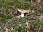 Collection And Preparation Of Autumn Edible Mushrooms  Stock Photo