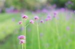 Purple Flowers With Beauty Stock Photo