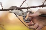 Pruning Fruit Tree - Cutting Branches At Spring Stock Photo