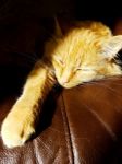 Ginger Cat Lying In The Sun Stock Photo