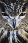 Eurasian Eagle-owl (bubo Bubo) Stock Photo