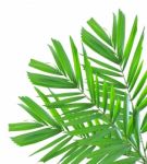 Palm Leaf Isolated On White Background Stock Photo