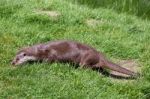 Eurasian Otter (lutra Lutra) In Natural Habitat Stock Photo