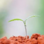 Growing Plants Stock Photo