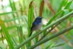 Male Hainan Blue Flycatcher Stock Photo