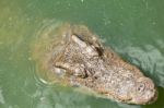 Crocodile Head With Closed Jaws Closeup Stock Photo