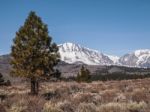 Pine Tree , Snow Capped Mountain Landscape Stock Photo