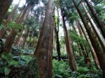 Trees From The Ground Stock Photo