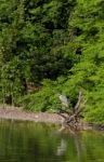 Yellow-crowned Night Heron Stock Photo