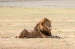 Lion  In Serengeti Stock Photo