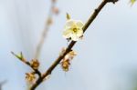 White Apricot Blossom With Blue Sky Stock Photo