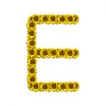 Isolated Sunflower Alphabet E Stock Photo