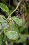 Glasswinged Butterfly (greta Oto) Stock Photo