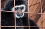 Face And Eyes Downcast Of Gibbon In A Cage Stock Photo