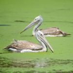 Spot-billed Pelican Stock Photo